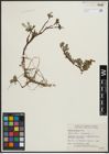 Foto von Salix arctica Pall.